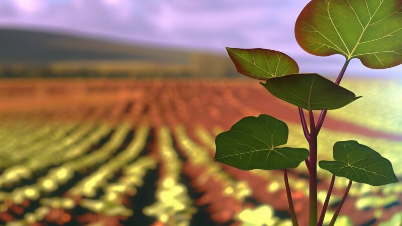 Dvouděložné rostliny: Klíčové informace pro maturitní přípravu